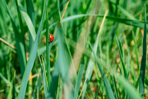 istock ladybug close up in green filed 1034782750