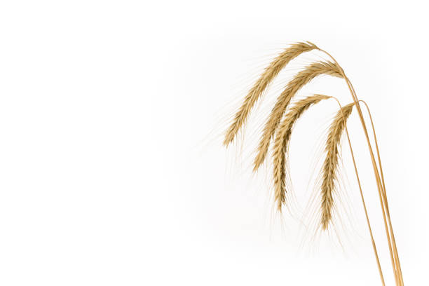 Ears of rye isolated on white background. Front view with copy space. Studio Shot