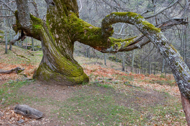 Centuries old chestnut tree on Ambroz valley. Amazing nature. Spain