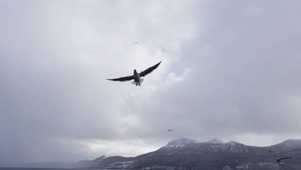 istock Seabird at Lake Toya, Hokkaido 1034783930