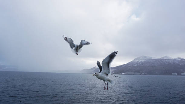 istock Seabird at Lake Toya, Hokkaido 1034784004