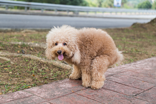 Brown poodle dog pooping defecate on walk way in the park