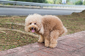 Poodle dog pooping defecate on walk path in the park