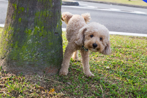 pis orinando caniche macho sobre el tronco del árbol para marcar territorio - orina fotografías e imágenes de stock