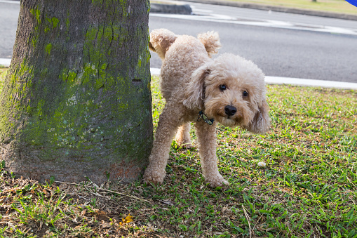 Male poodle urinating pee on tree trunk to mark territory in public park