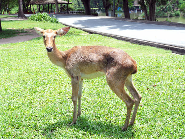 istock An Eld's deer walk in the zoo. 1034789994