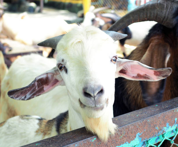 istock Young goat behind fence waiting for feeding. 1034790014