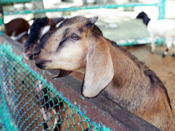 istock Young goat behind fence waiting for feeding. 1034790030