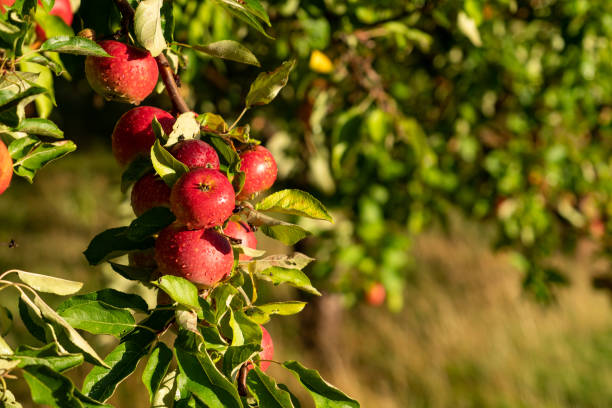 istock Apple on an organic farm 1034790210