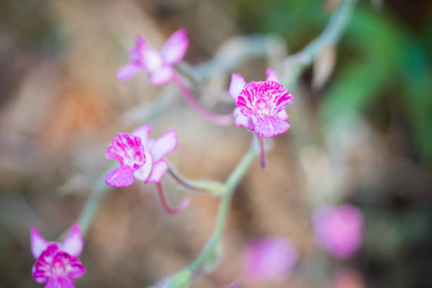 istock Small wild purple orchids close up. 1034791208