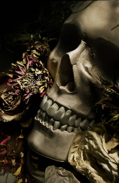 istock Skull with dried flowers, vanity 1034791494