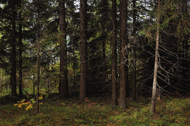 istock The breath of autumn 1034791556