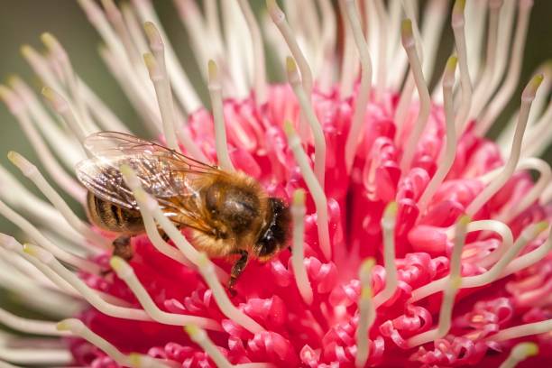 istock Honey Bee Feeding on Eucalyptus Flower, Sunbury, Victoria, Australia, October 2017 1034791804