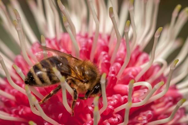 istock Honey Bee Feeding on Eucalyptus Flower, Sunbury, Victoria, Australia, October 2017 1034791812