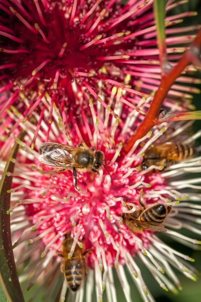 istock Honey Bee Feeding on Eucalyptus Flower, Sunbury, Victoria, Australia, October 2017 1034792958