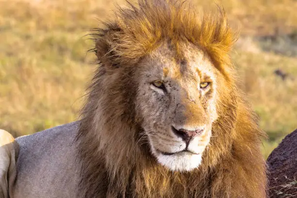 Photo of The head of a lion in a full frame. Savannah Masai Mara, Africa