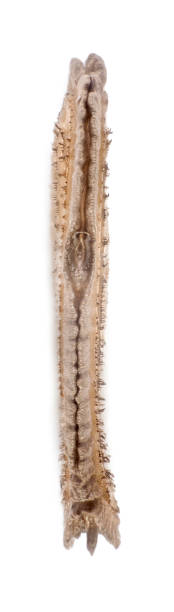 istock Egg of stick insects - Necrosciinae sp. 1034795702