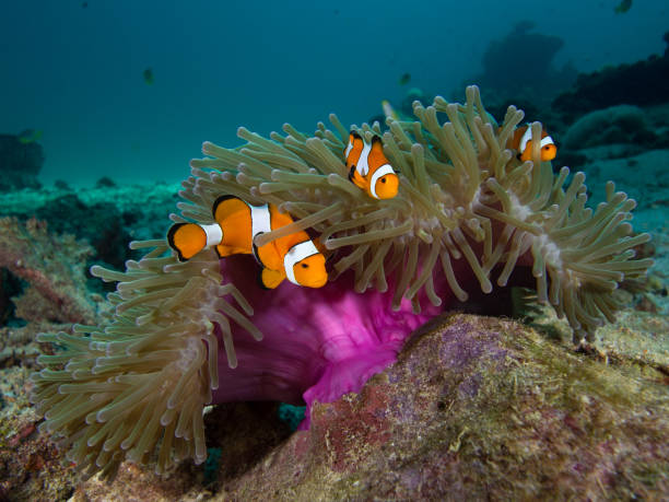 istock Tree Nemo clown fish looking over the edge of their host anemone that has a purple mantle 1034797930