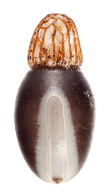 istock Egg of stick insects - Bacteria horni 1034797950
