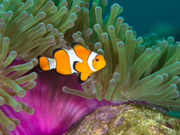 Nemo clown fish by the purple mantle of a anemone Nemo clown fish by the purple mantle of a anemone coral cnidarian stock pictures, royalty-free photos & images