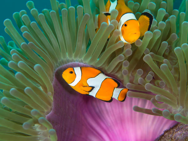 istock Two Nemo Clownfish in their host anemone 1034798056