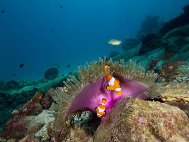 istock Two nemo Clownfish under the purple mantle of its host anemone 1034798318