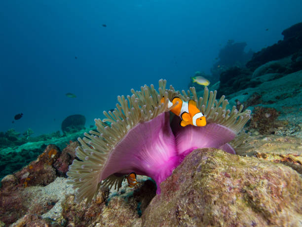 istock Nemo Clownfish under the purple mantle of its host anemone 1034798370