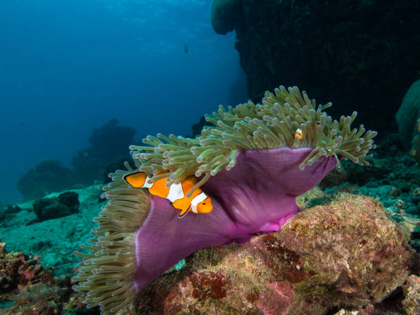 istock Nemo clownfish in its host anemone that has a puprle mantle 1034798484