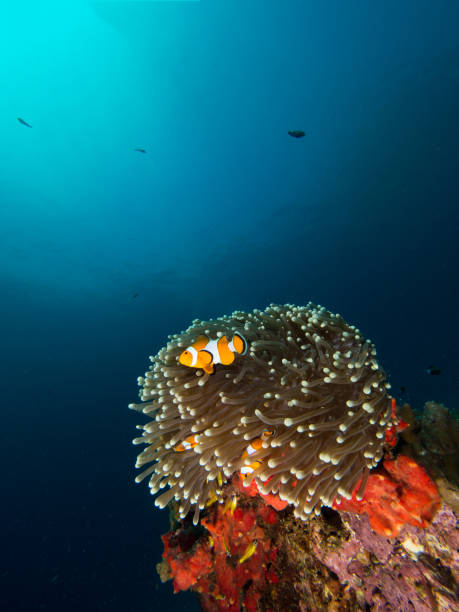istock Nemo clownfish in its host anemone with the sun coming in from top left corner 1034798558