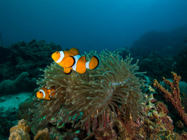 istock Two Nemo clownfish in its anemone 1034798702