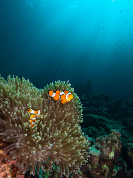 istock Nemo clownfish in its host anemone with sun rays coming in from top right corner 1034798778