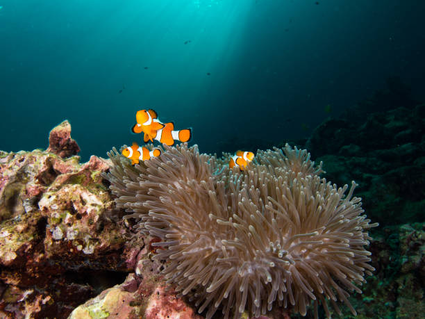 istock Nemo clownfish in its host anemone with sun rays coming down in the background 1034798940