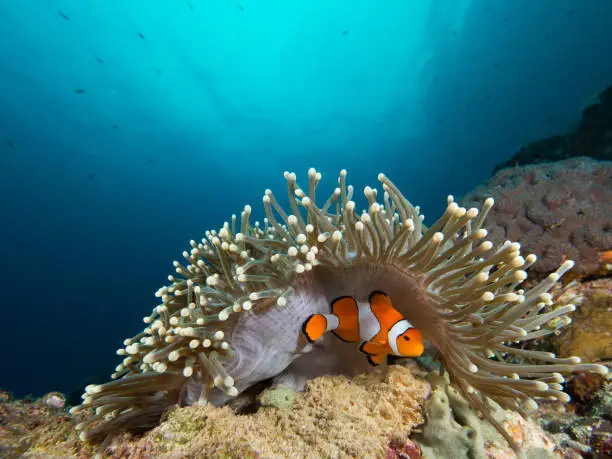 Photo of A nemo clownfish hiding under its host anemone