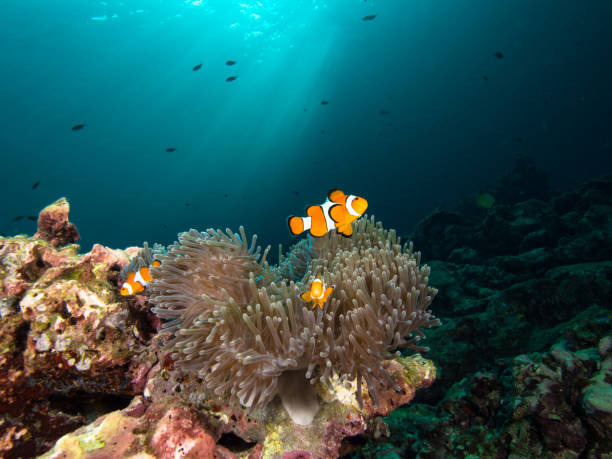istock Nemo clownfish in its host anemone with sun rays coming down in the background 1034798956