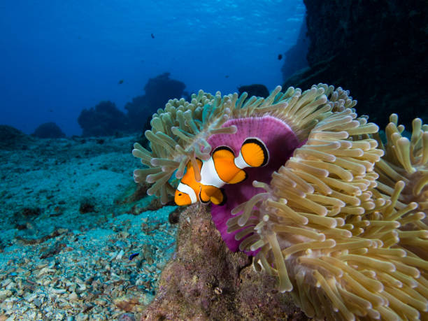 istock Nemo clownfish under the purple mantle of its host anemone 1034799016