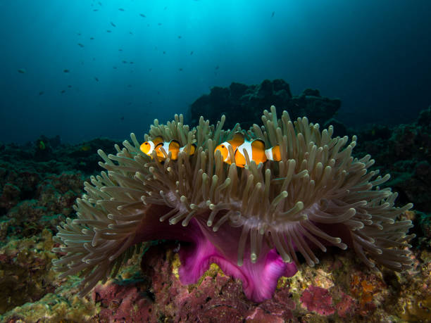 istock Two Nemo clownfish in its host anemone with sun rays coming down in the background 1034799114