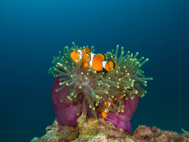 istock Nemo clownfish in its host anemone with sun rays coming down in the background 1034799292