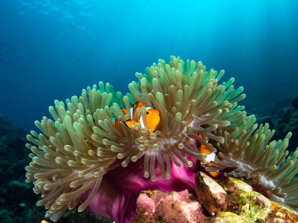 Nemo clownfish in its host anemone with sun rays coming down in the background Nemo clownfish in its host anemone with sun rays coming down in the background blue damsel fish photos stock pictures, royalty-free photos & images