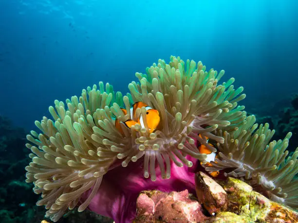 Photo of Nemo clownfish in its host anemone with sun rays coming down in the background