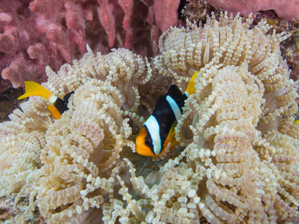 istock Clark's anemone fish in their host anemone on a coral reef 1034799612