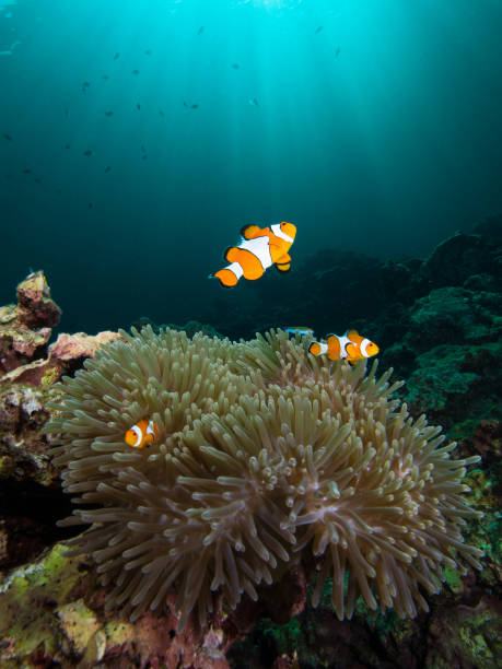 istock Nemo clownfish in its host anemone with sun rays coming down in the background 1034799716