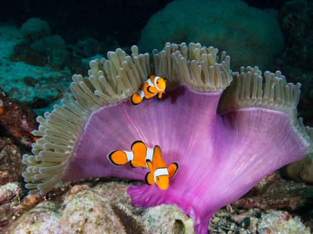 Two nemo Clownfish under the purple mantle of its host anemone
