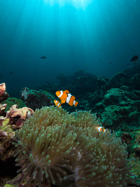 istock Nemo clownfish in its host anemone with sun rays coming down in the background 1034799764