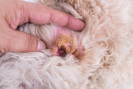 Vet showing the dry ear skin on dog suggesting symptom of Aural Hematoma
