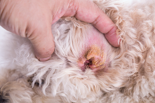 Vet showing the dry ear skin on dog suggesting symptom of Aural Hematoma