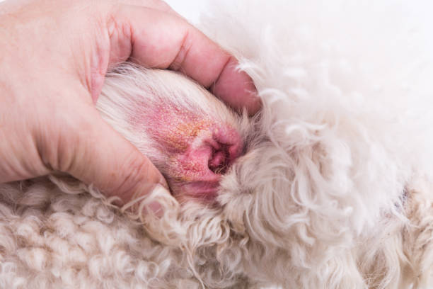Dry ear skin of dog, suggesting symptom of Aural Hematoma Vet showing the dry ear skin on dog suggesting symptom of Aural Hematoma dog ear infection stock pictures, royalty-free photos & images