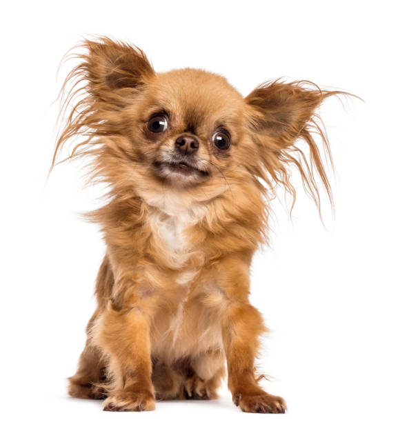 istock Chihuahua, 8 months old, sitting and looking at camera against white background 1034800756