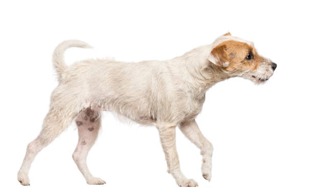 istock Parson Russell Terrier walking and looking away against white background 1034800946