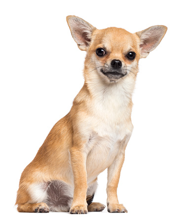 Chihuahua sentado y mirando a la cámara contra fondo blanco photo