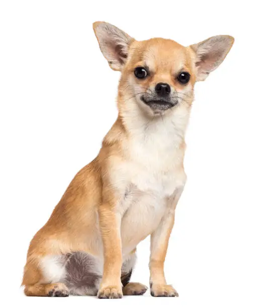 Photo of Chihuahua sitting and looking at camera against white background